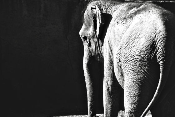 image link Elephants Actors